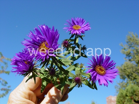 aster, New England
